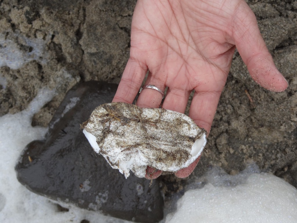 The Strange Object we found at Waddell Beach. 29 January 2016 © Allison J. Gong