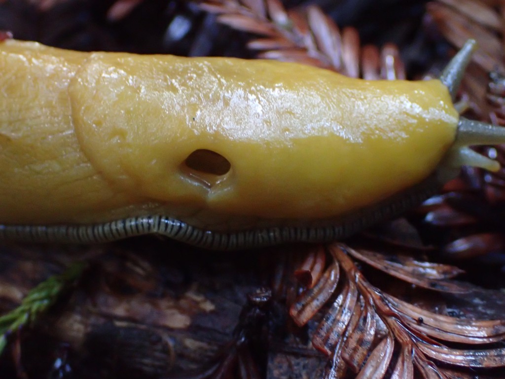 Anterior region of a banana slug (Ariolimax sp.), showing the pneumostome on the right side of the mantle. 7 January 2016 © Allison J. Gong