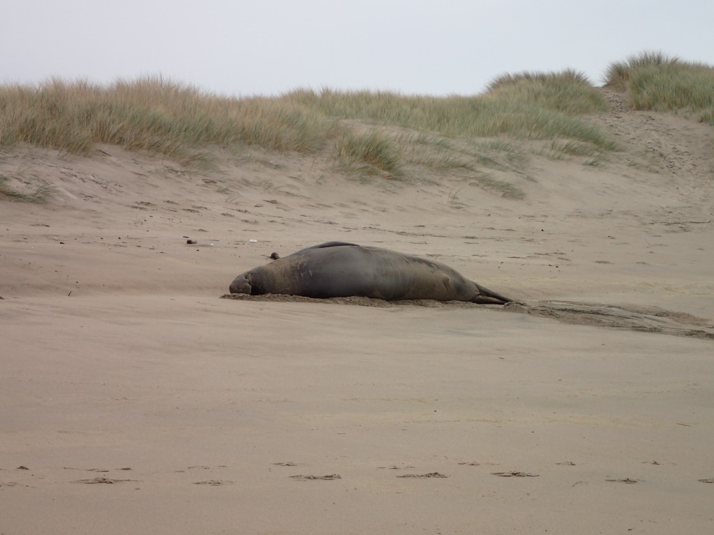 Male elephant seal (Mirounga angustirostris) hauled out on the beach at Franklin Point. 8 January 2016 © Allison J. Gong