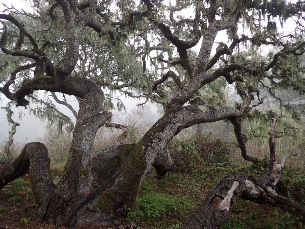 Coastal live oak (Quercus agrifolia) at Rancho del Oso. 29 January 2016 © Allison J. Gong