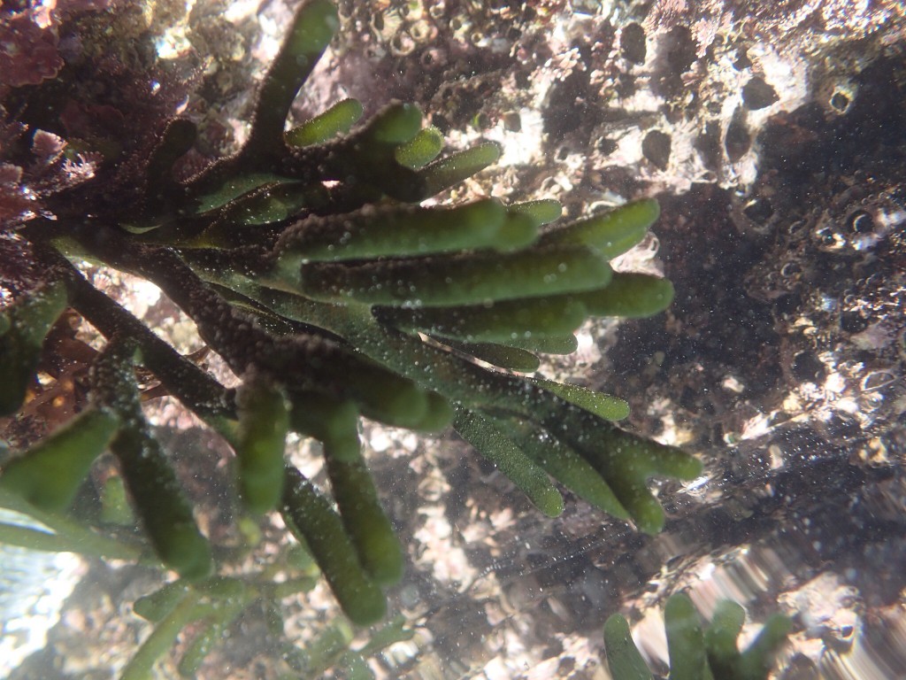 Codium fragile, a filamentous green alga. 6 February 2016 © Allison J. Gong