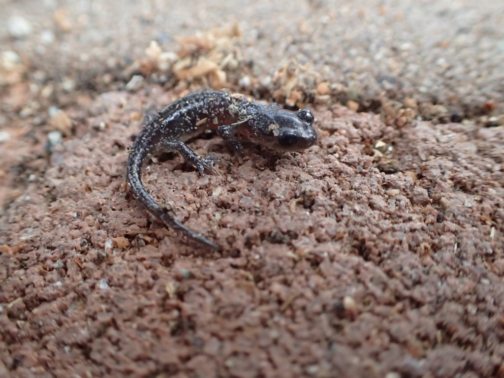 Little arboreal salamander (Aneides lugubris) that was living under my green waste bin. 3 February 2016 © Allison J. Gong