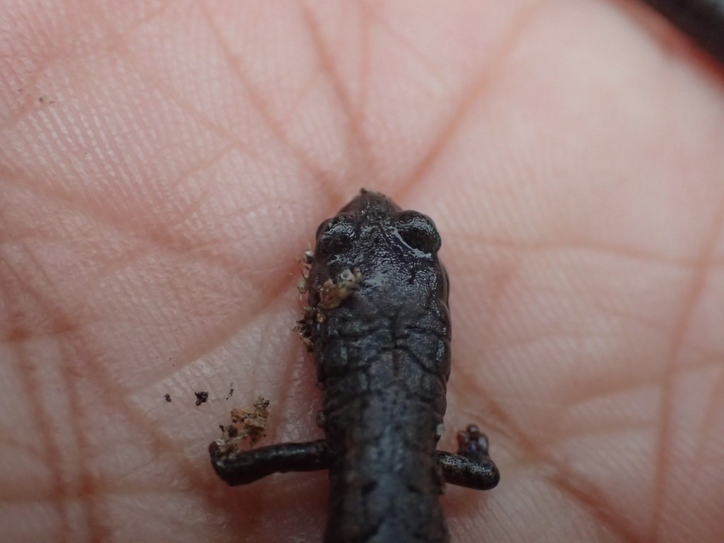 Head and forelegs of California slender salamander (Batrachoseps attenuates). 3 February 2016 © Allison J. Gong