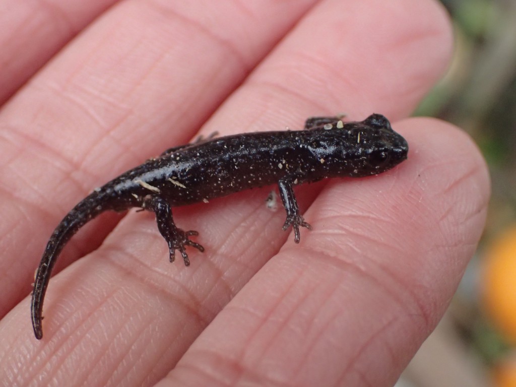 Arboreal salamander (Aneides lugubris). 3 February 2016 © Allison J. Gong