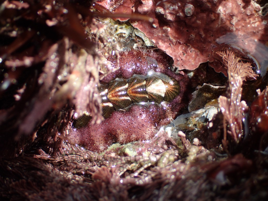 A gorgeous chiton! 6 February 2016 © Allison J. Gong