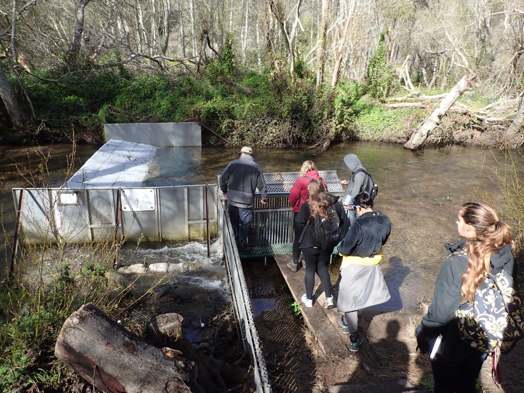 Students visiting the fish trap on Scott Creek. 19 February 2016 © Allison J. Gong