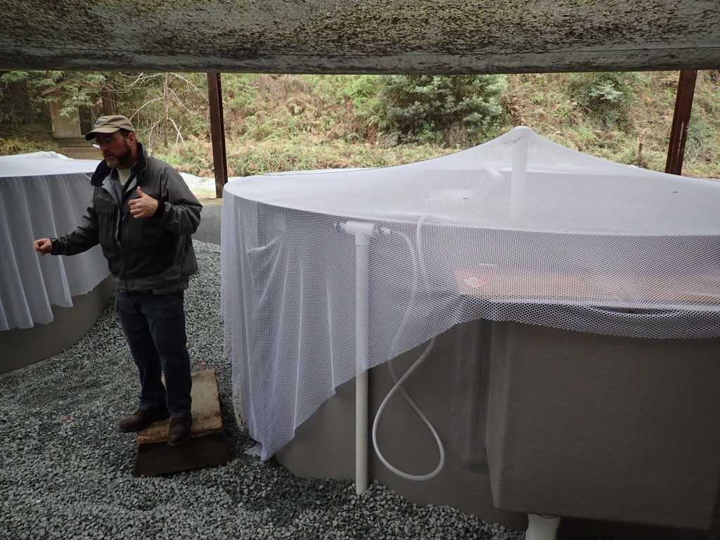 Erick explains hatchery operations, standing next to one of the outdoor pens where smolts are held. 19 February 2016 © Allison J. Gong