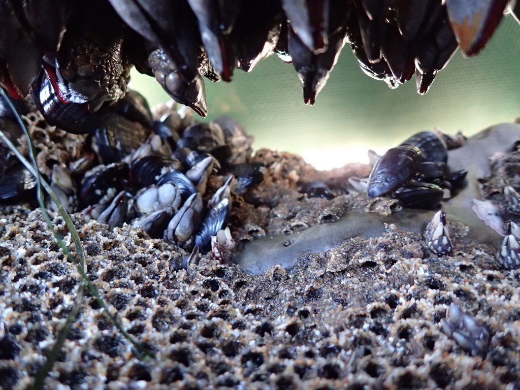 Gooseneck barnacles (Pollicipes polymerus) hanging down in a tube through the rock, surrounded by tubes of the polychaete worm Phragmatopoma californica. 21 February 2016 © Allison J. Gong