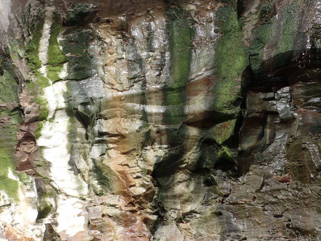 Streaks of green algae on sandstone cliff face at Davenport Landing. 6 March 2016 © Allison J. Gong