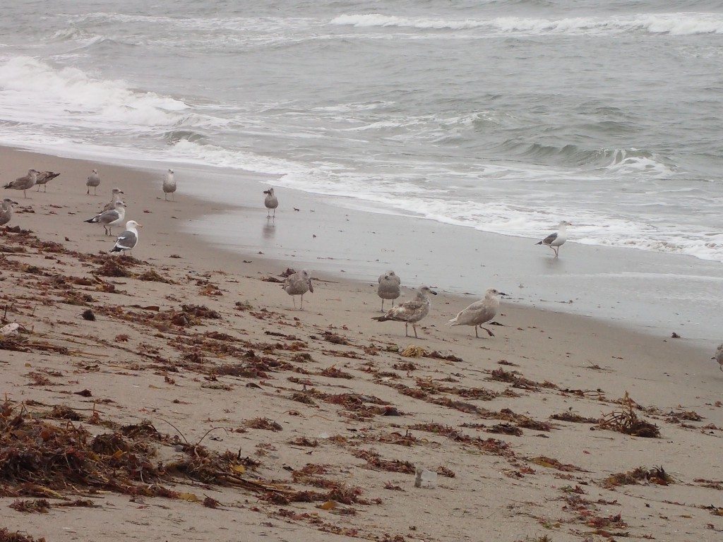 Gulls (Larus spp.) on Moss Landing State Beach. 18 March 2016 © Allison J. Gong