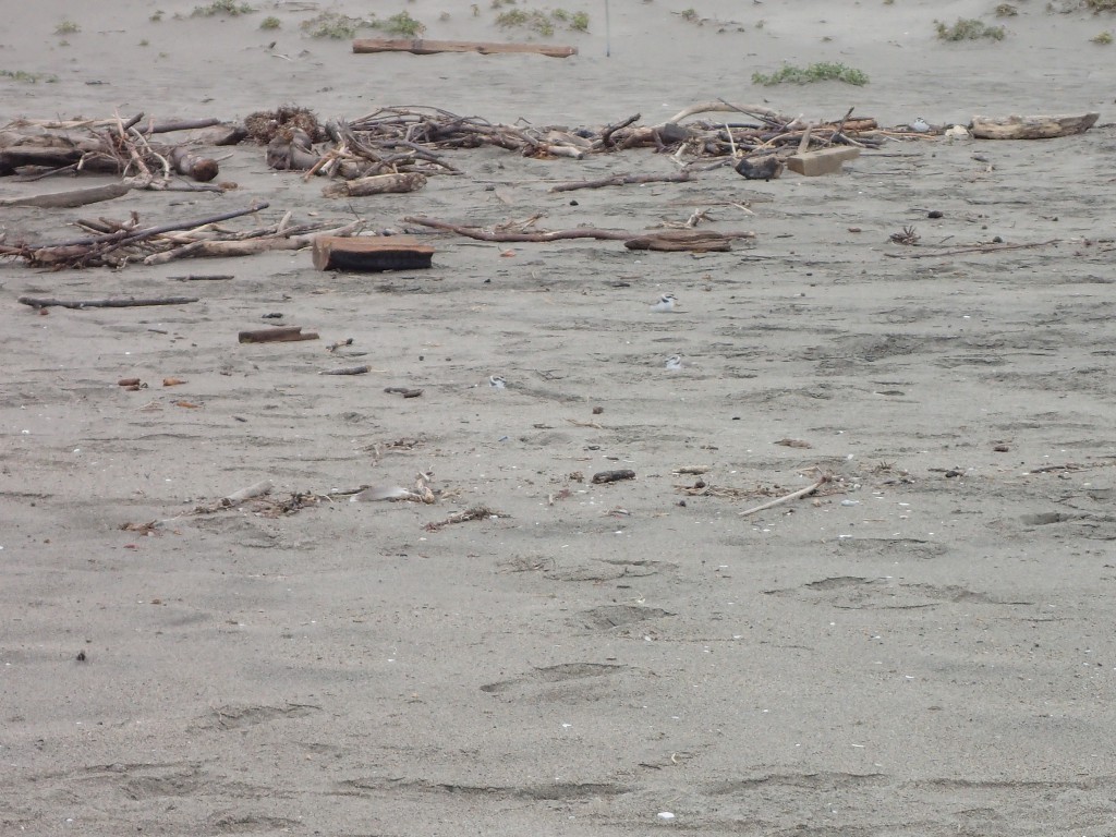 Snowy plovers (Charadrius nivosus) at Moss Landing State Beach. 18 March 2016 © Allison J. Gong