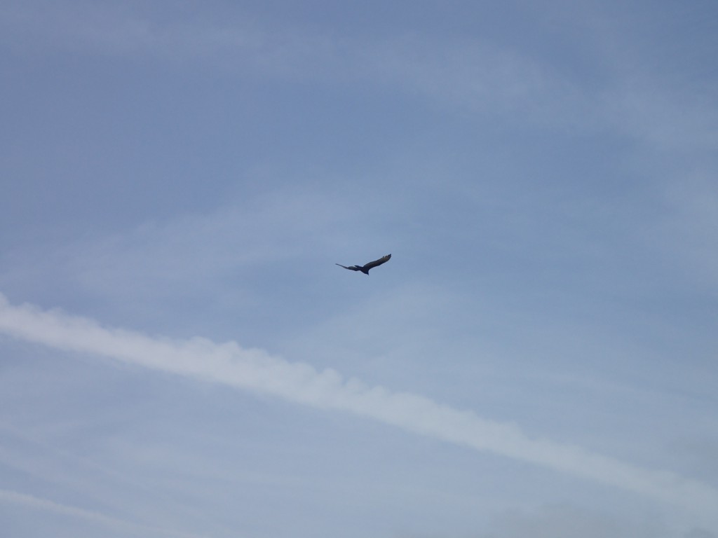 Turkey vulture (Cathartes aura) in flight over Elkhorn Slough. 18 March 2016 © Allison J. Gong