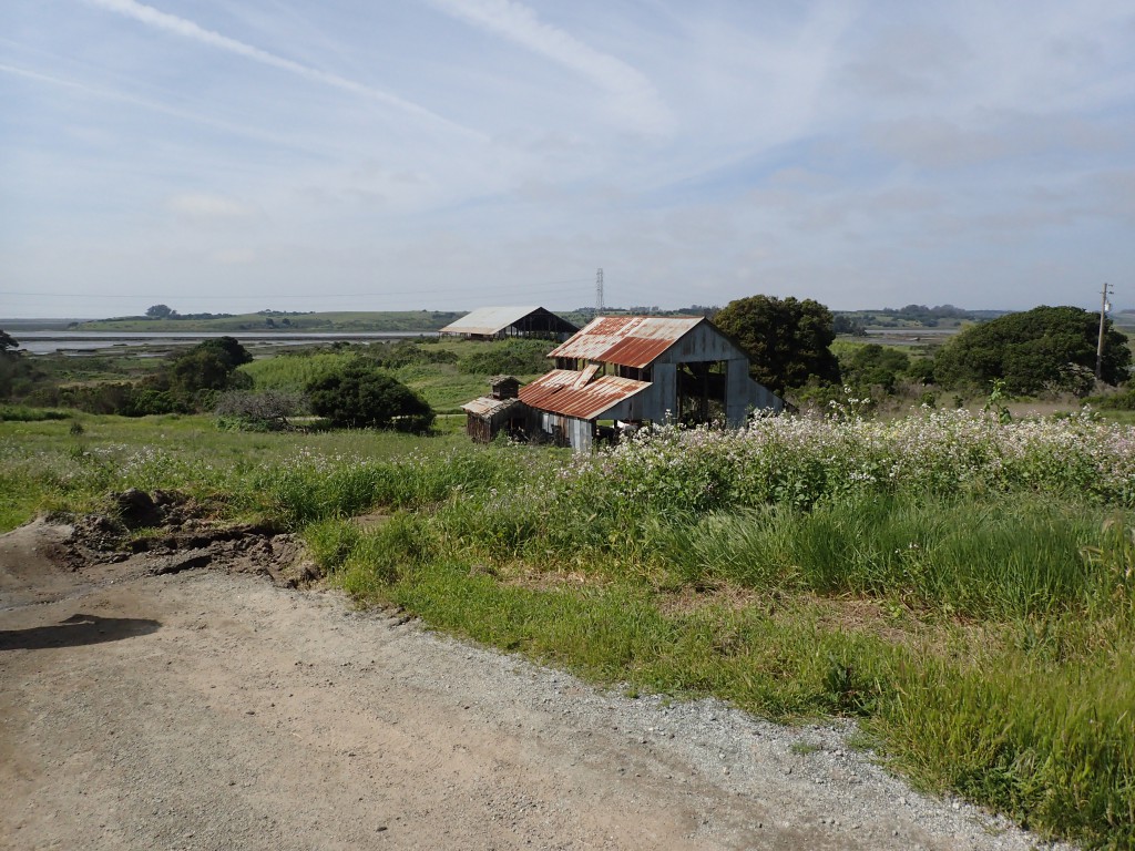 Little Barn (foreground) and Big Barn (background) at Elkhorn Slough. 18 March 2016 © Allison J. Gong