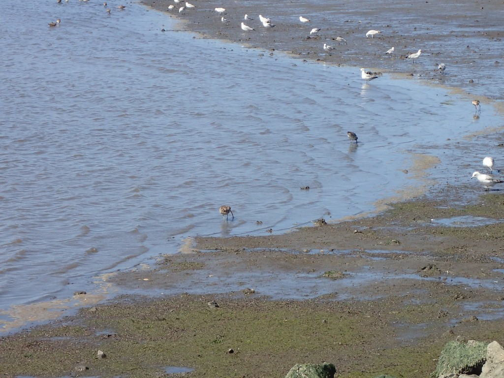 Shorebirds and gulls foraging at Kirby Park. 29 March 2016 © Allison J. Gong