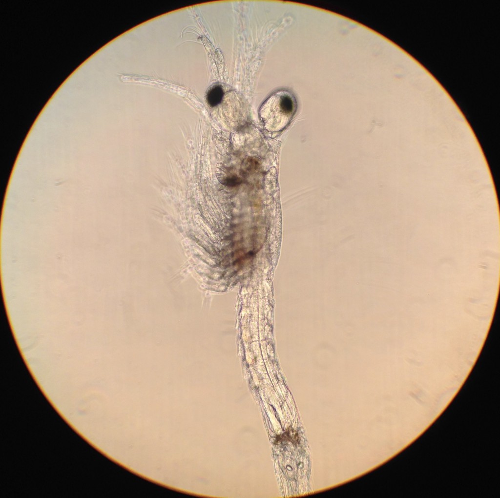 A mysid shrimp collected in a plankton sample. 1 April 2016 © Allison J. Gong