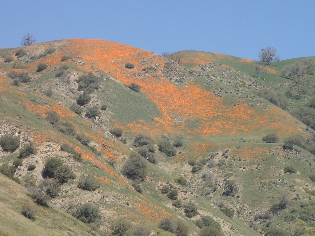 California poppies (Eschscholzia californica) on hillside of Tehachapi Mountains. 2 April 2016