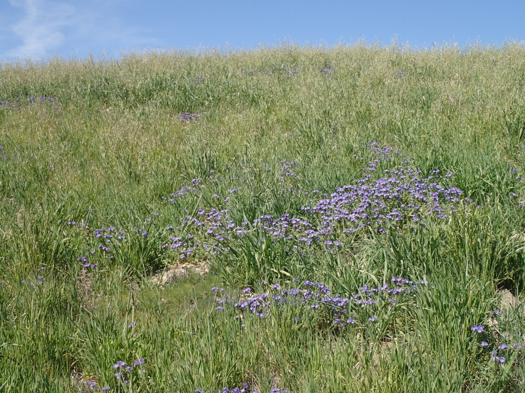 Purple wildflowers along Cerro Noreste Road above the Maricopa Flats, CA. 2 April 2016 © Allison J. Gong