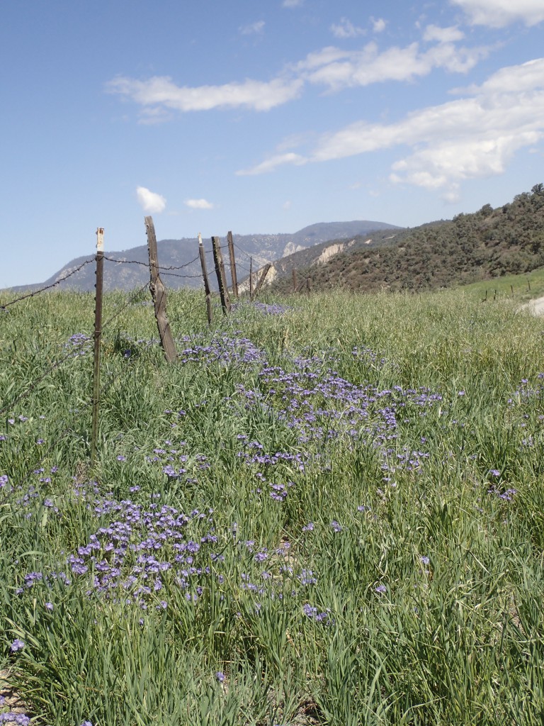 Purple flowers along road in Gorman, CA. 2 April 2016 © Allison J. Gong