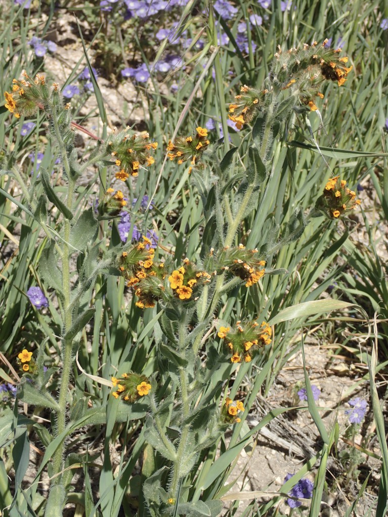 Fiddleneck (Amsinckia menziesii) on roadside hill in Gorman, CA. 2 April 2016 © Allison J. Gong