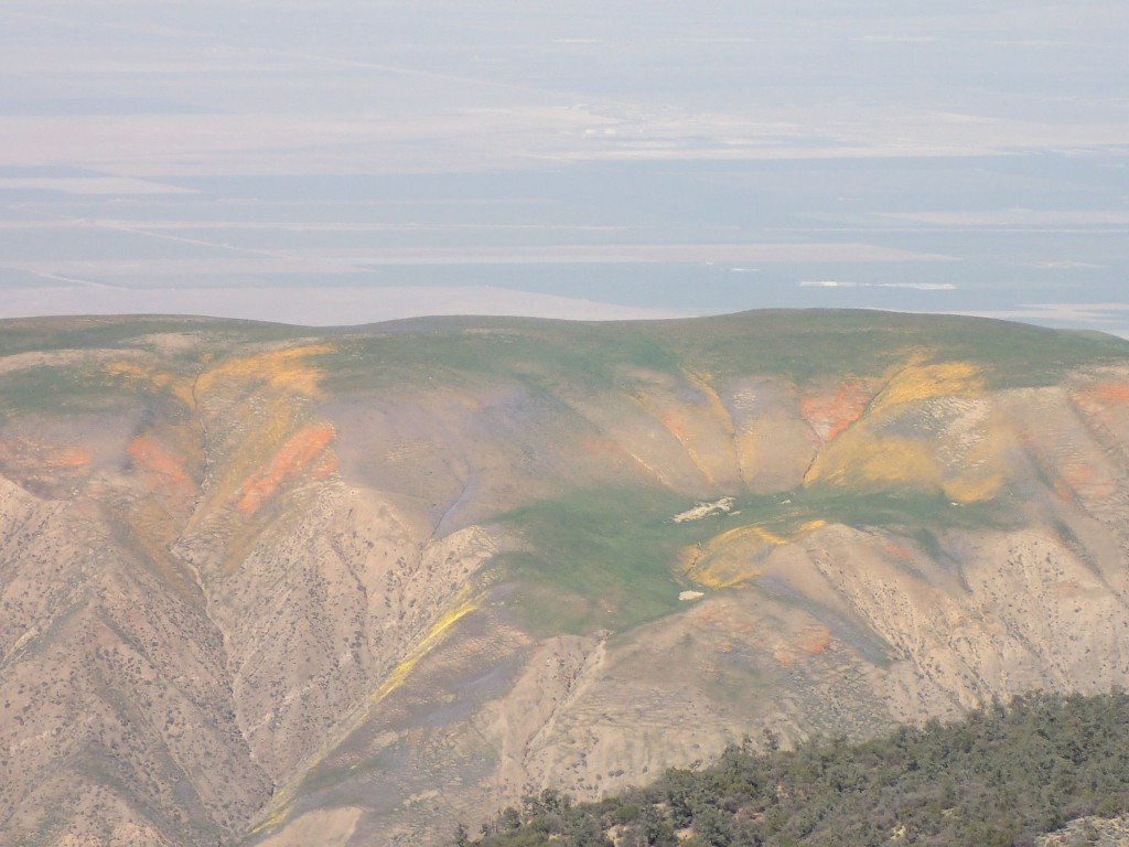 Wildflowers on hills of Carrizo Plain. 2 April 2016 © Allison J. Gong