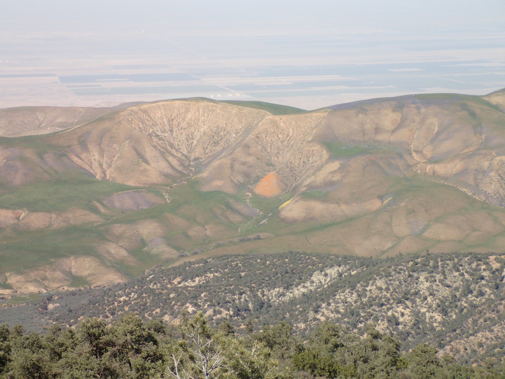 Wildflowers on hills of Carrizo Plain. 2 April 2016 © Allison J. Gong