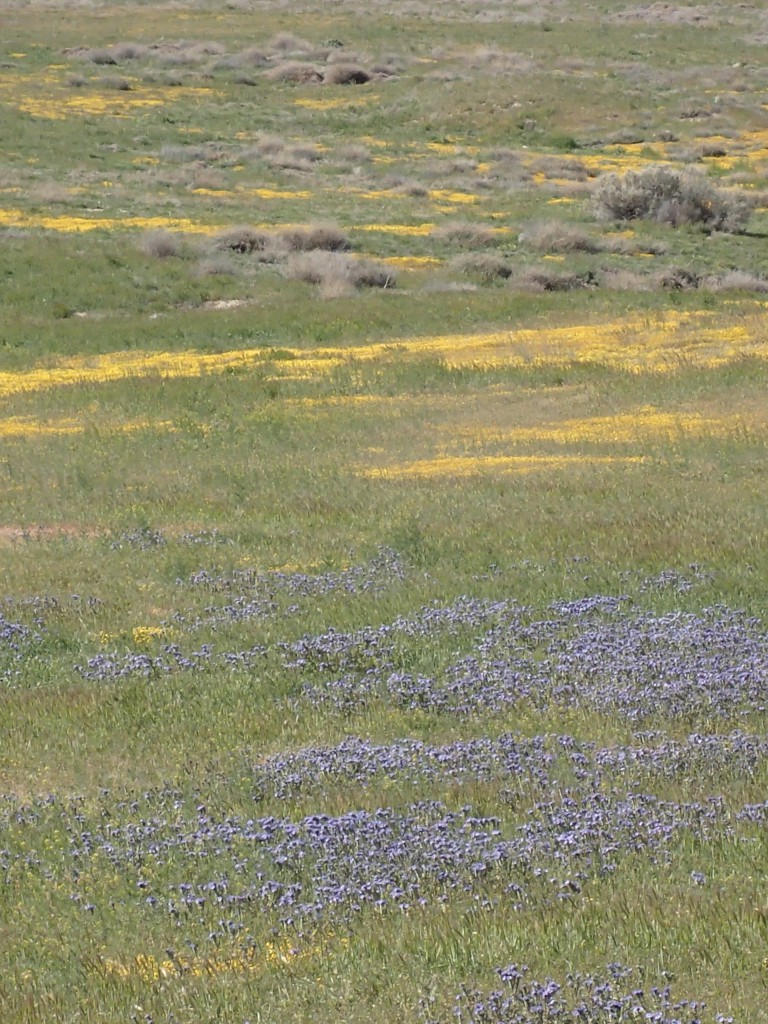 Fields of goldfields (Amsinckia menziesii) on the Carrizo Plain. 2 April 2016 © Allison J. Gong