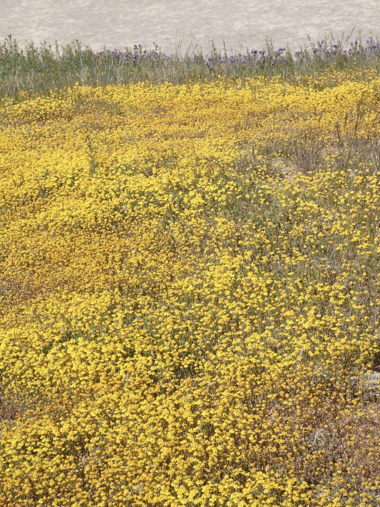 Goldfields (L. californica) on the Carrizo Plain. 2 April 2016 © Allison J. Gong