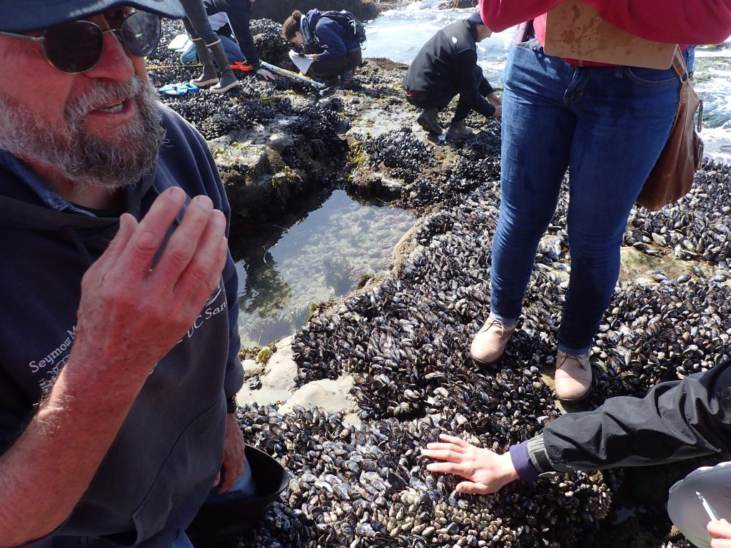 Dr. John Pearse explains what owl limpets are and how to find them. 29 April 2016 © Allison J. Gong