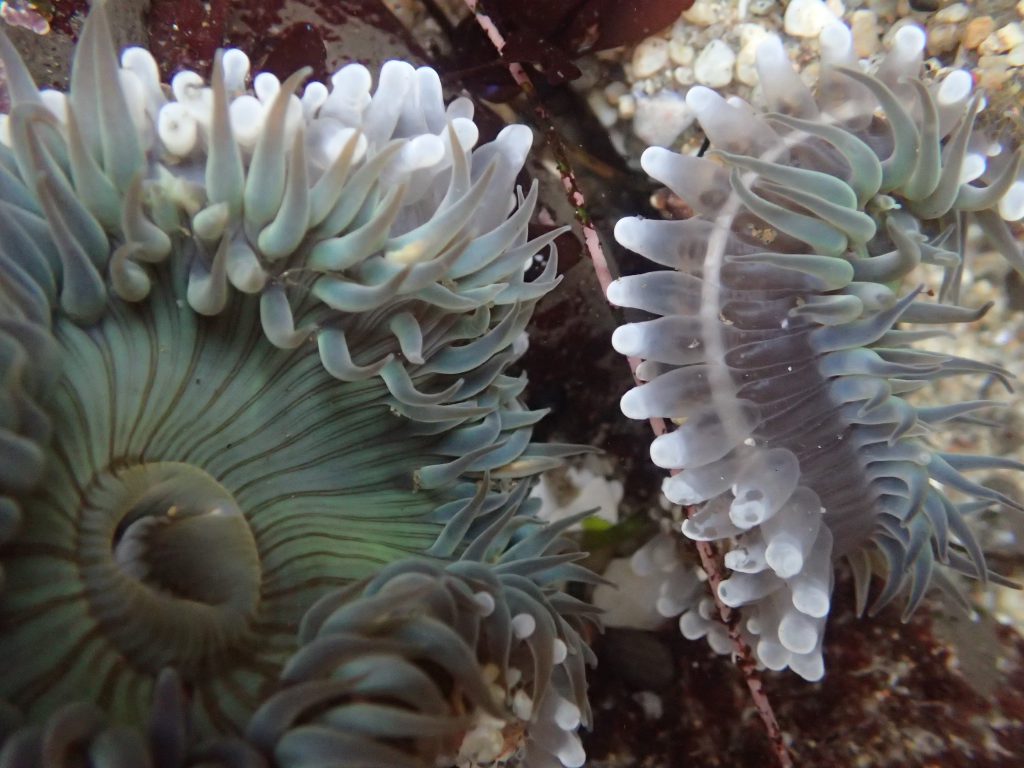 Anthopleura sola anemones fighting in a tidepool at Davenport Landing. 8 May 2016 © Allison J. Gong