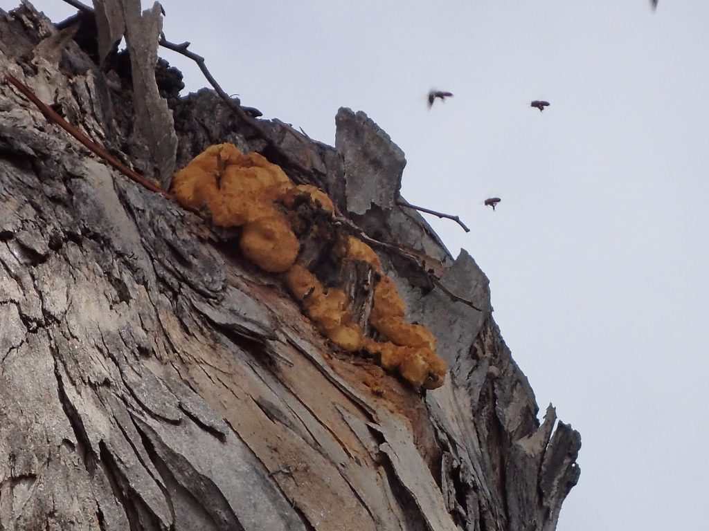 Honey bees returning to a feral colony in a eucalyptus tree. 18 July 2016 © Allison J. Gong