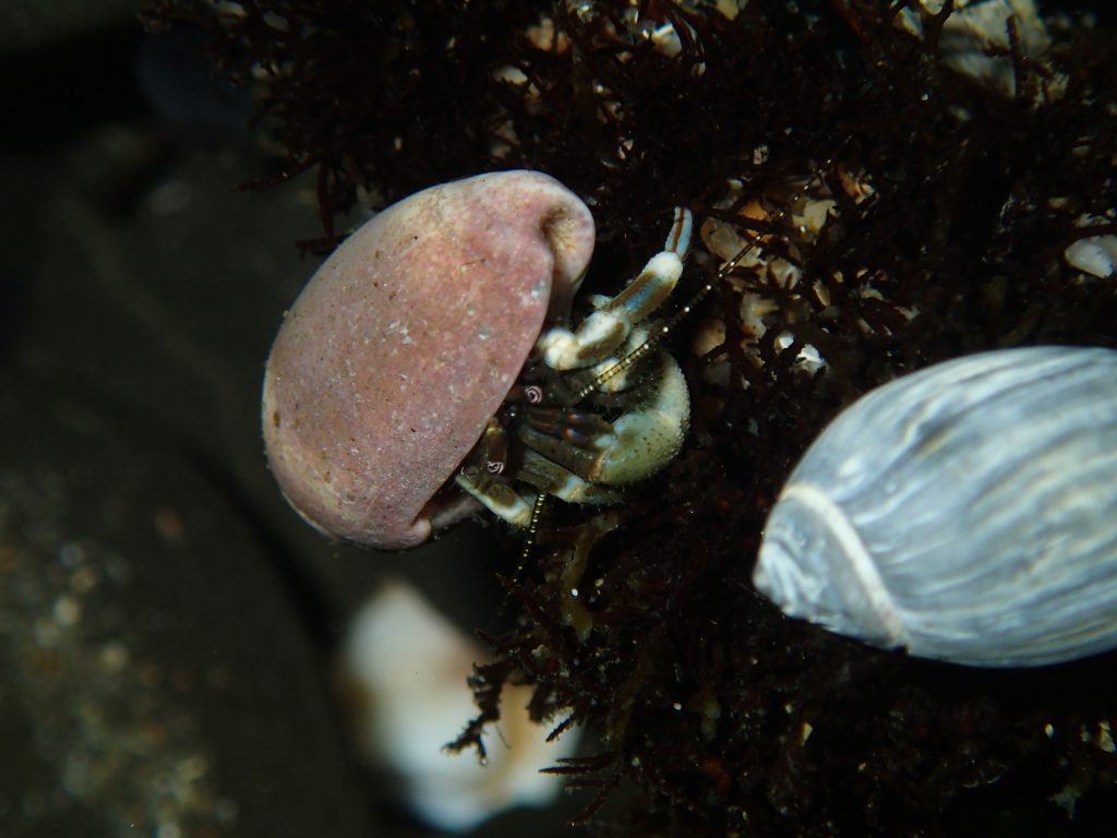 "Hairy" hermit crab (Pagurus hirsutiusculus) in a tidepool at Natural Bridges. 22 July 2016 © Allison J. Gong