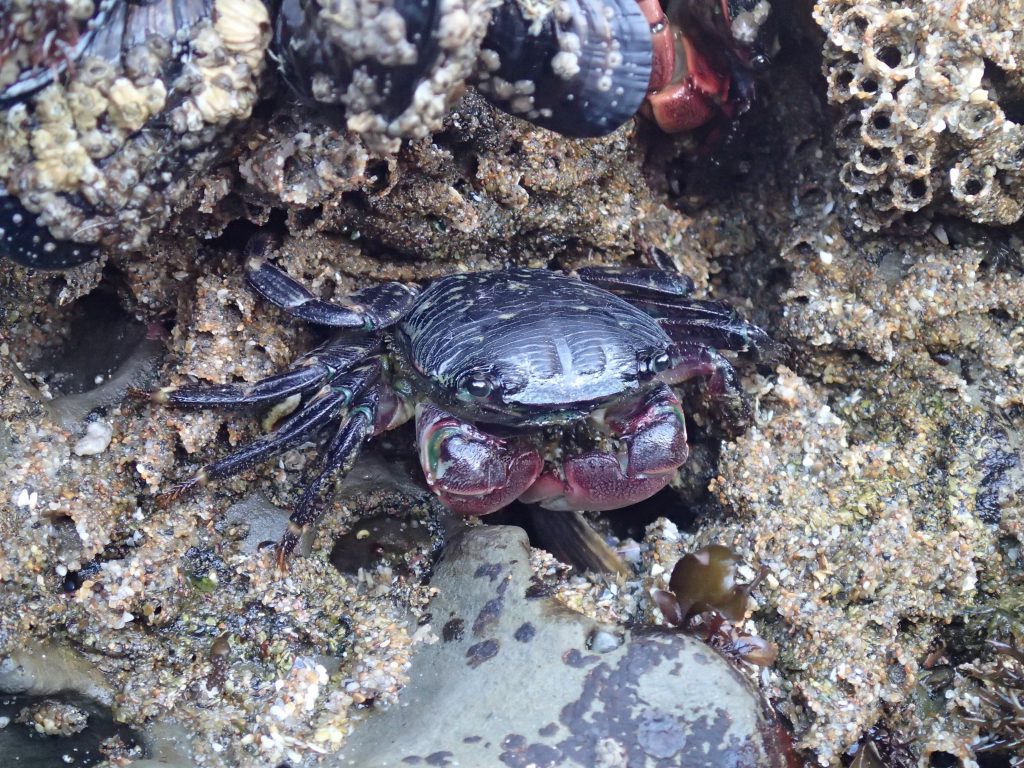 Shore crab (Pachygrapsus crassipes) at Natural Bridges. 22 July 2016 © Allison J. Gong