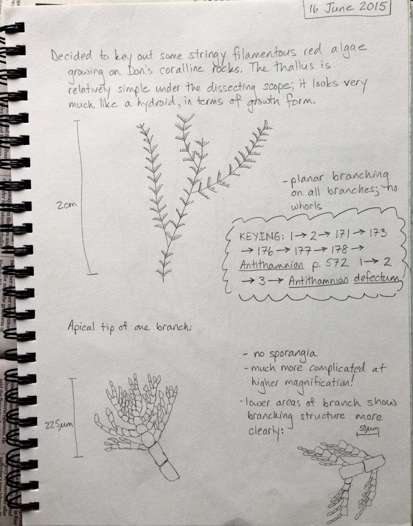 Observations and sketches of the red alga Antithamnion defectum. date © Allison J. Gong