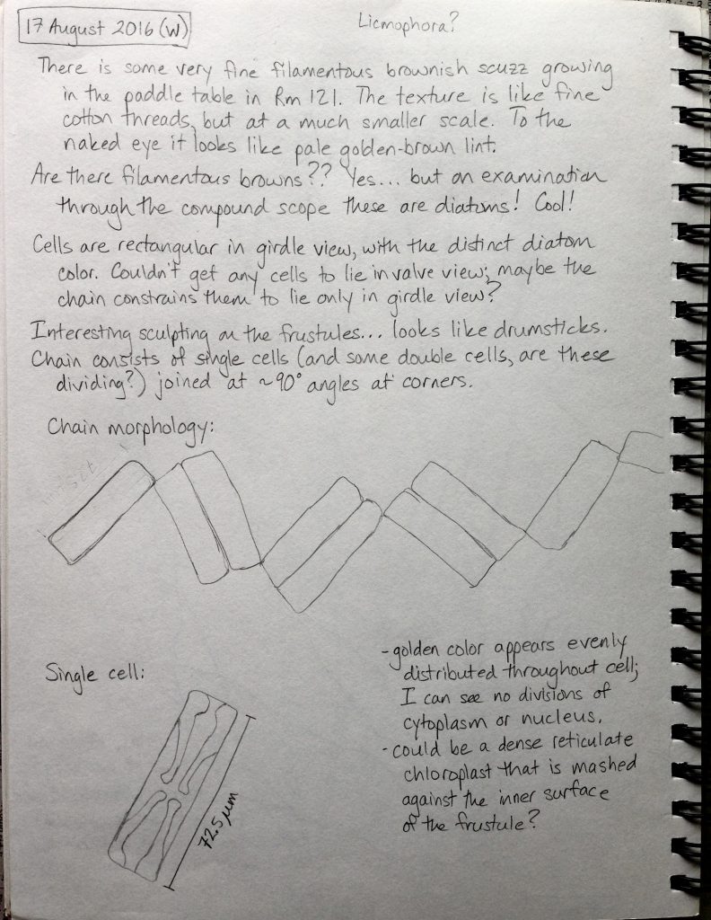 Observations and sketches of benthic diatoms. 17 August 2016 © Allison J. Gong