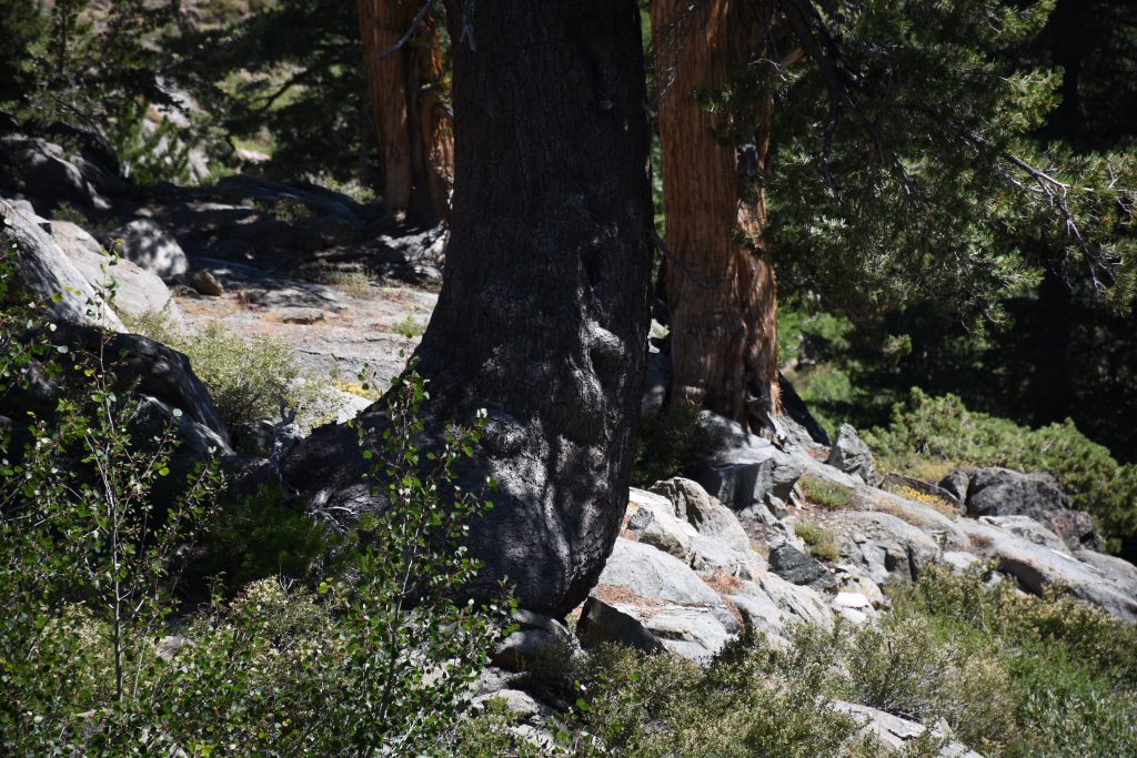 Tree with scars from chains used to pull wagons up the slope, at Red Lake near Carson Pass. 6 August 2016 © Allison J. Gong