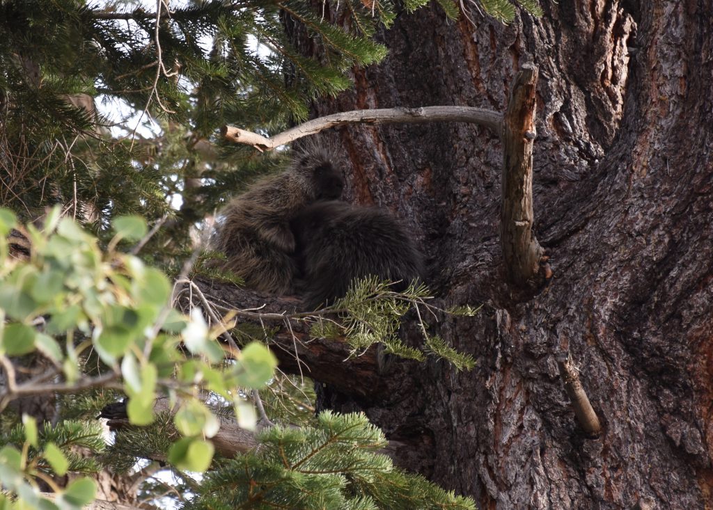 Common porcupine (Erethizon dorsatum) nursing her baby in a tree at Taylor Creek. 7 August 2016 © Allison J. Gong