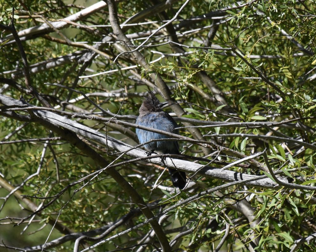 Steller's jay (Cyanocitta stelleri) at Taylor Creek. 8 August 2016 © Allison J. Gong