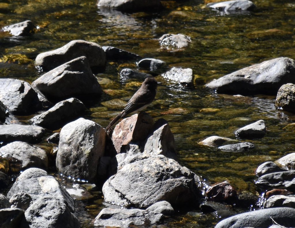 Black phoebe (Sayornis nigricans) at Taylor Creek. 8 August 2016 © Allison J. Gong