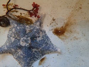 Accumulation of dinoflagellates on the bottom of a sea water table. 15 September 2016 © Allison J. Gong