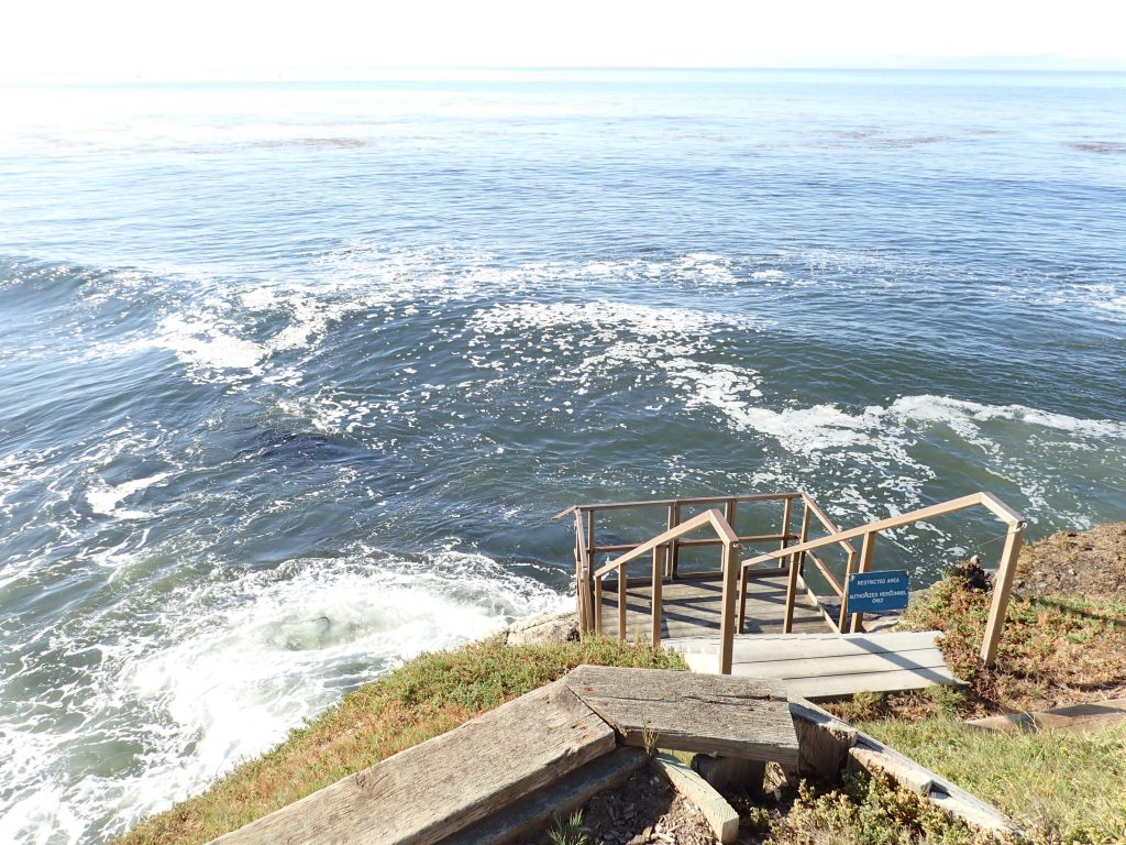 Red tide in water off Terrace Point. 15 September 2016 © Allison J. Gong