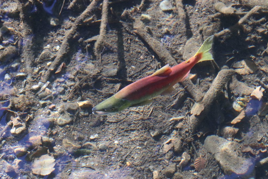 Male kokanee salmon in Taylor Creek. 9 October 2016 © Allison J. Gong