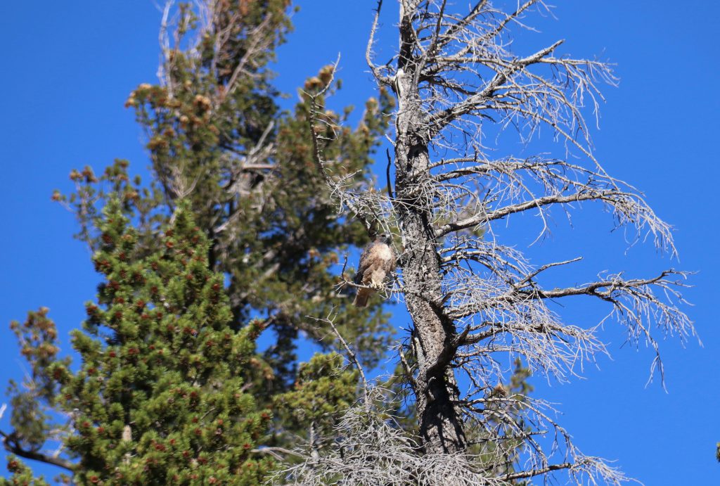 Red-tailed hawk (Buteo jamaicensis) perched in a dead snag in the high Sierra. 8 October 2016 © Allison J. Gong