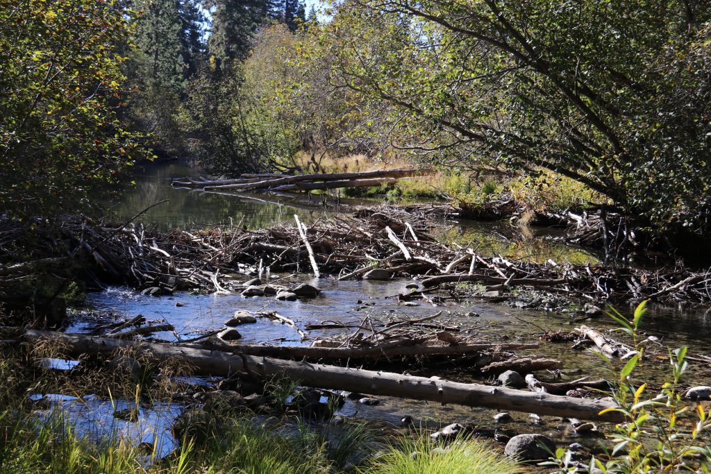 Beaver dam across Taylor Creek. 9 October 2016 © Allison J. Gong