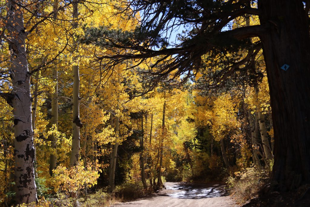 Fall colors in Hope Valley. 8 October 2016 © Allison J. Gong