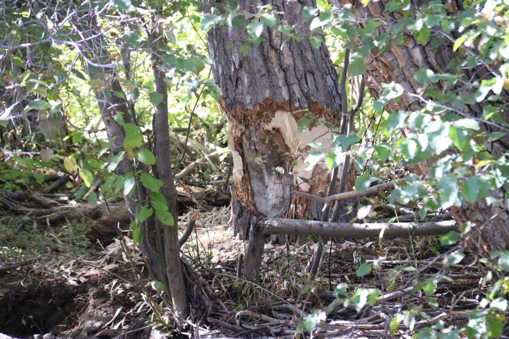 Recent beaver activity at Taylor Creek. 9 October 2016 © Allison J. Gong