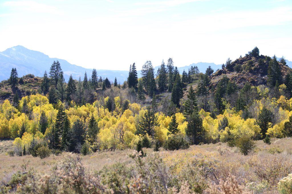 Fall colors near Monitor Pass. 8 October 2016 © Allison J. Gong