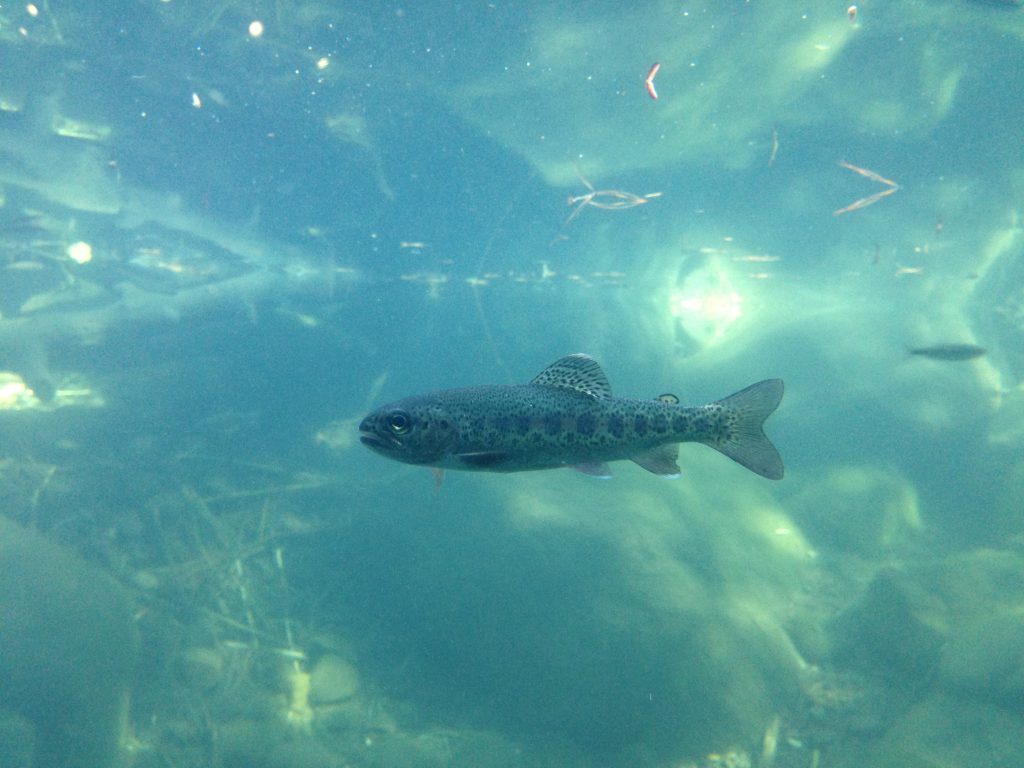 Juvenile kokanee salmon (O. nerka) photographed in the stream profile chamber at Taylor Creek. 9 October 2016 © Allison J. Gong