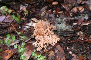 Ramaria sp. in the redwood forest in Big Basin Redwood State Park. 25 November 2016 © Allison J. Gong