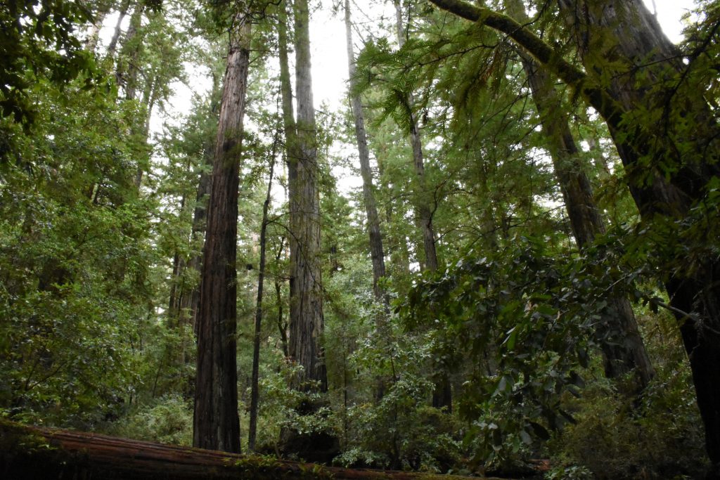 Redwood forest in Big Basin Redwoods State Park. 25 November 2016 © Allison J. Gong