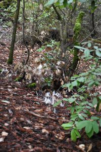 Clavaria fragilis, or fairy fingers 25 November 2016 © Allison J. Gong